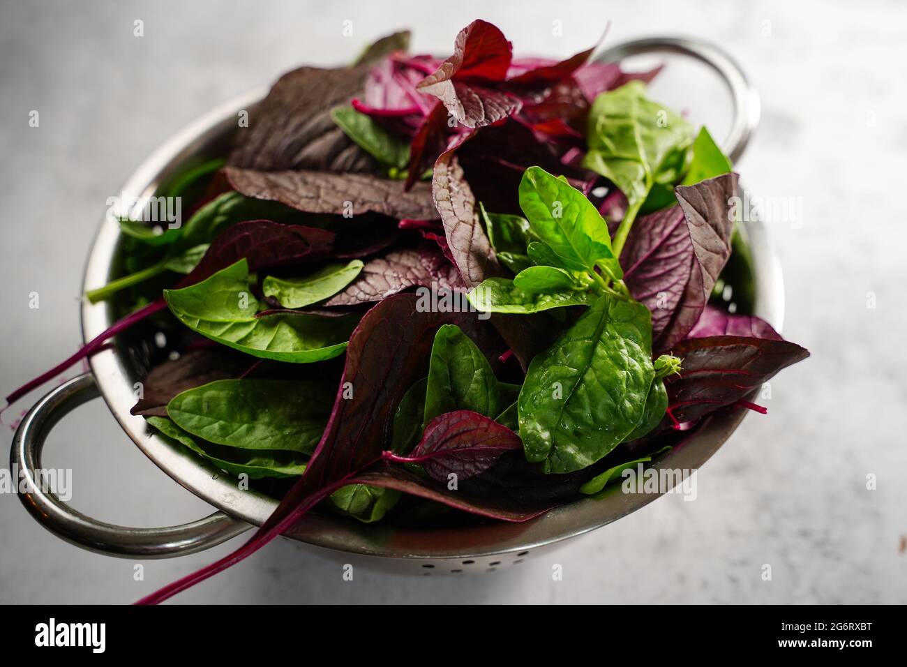 Heimische rote Cheera und grüner Spinat aus dem Garten - Sommer Gartenarbeit in den USA, selektiver Fokus Stockfoto