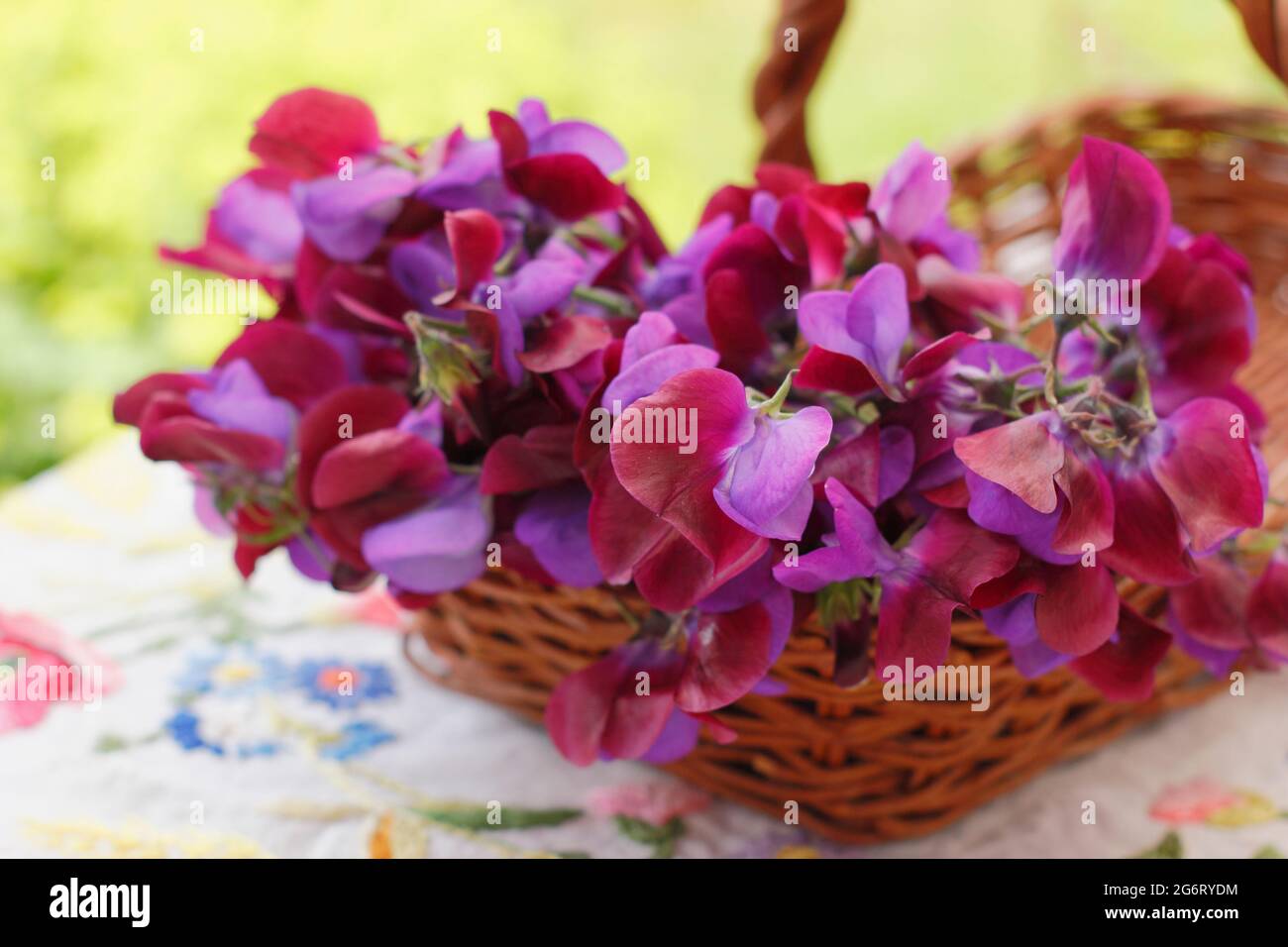 Frisch geschnittene, süße Erbsenblumen, die in einem Korb in einem englischen Garten gesammelt wurden. Lathyrus odoratus 'Matucana'. Stockfoto