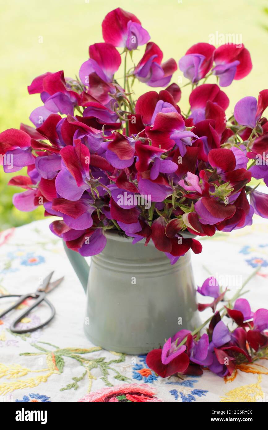Sommerarrangements von Erbsenblüten in einer Vase auf einem Gartentisch. Lathyrus odoratus 'Matucana'. UK Stockfoto