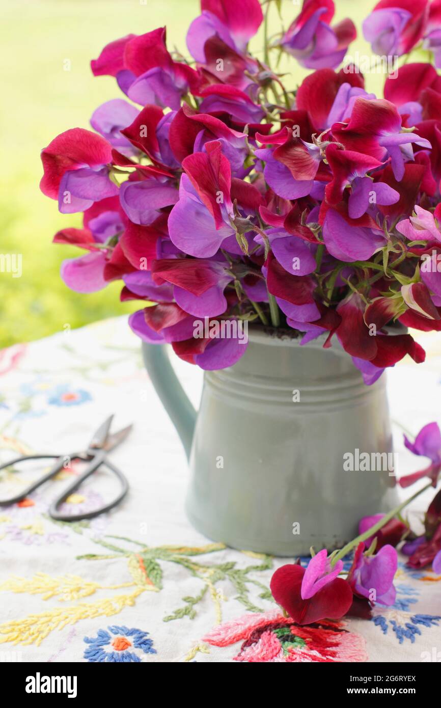 Sommerarrangements von Erbsenblüten in einer Vase auf einem Gartentisch. Lathyrus odoratus 'Matucana'. UK Stockfoto