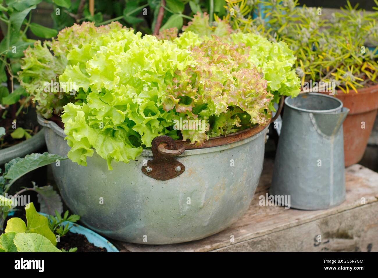 Salatpflanzen - Lactuca sativa 'Lollo Rossa' - wachsen in einer Metallmarmelade-Pfanne. Stockfoto