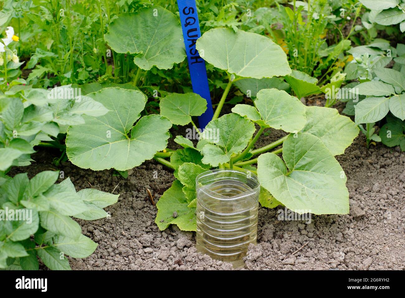 Recycelte Plastikflasche, geschnitten und umgedreht für die tiefe Bewässerung einer Squash-Pflanze - Cucurbita pepo ‘Kronprinz’. VEREINIGTES KÖNIGREICH Stockfoto