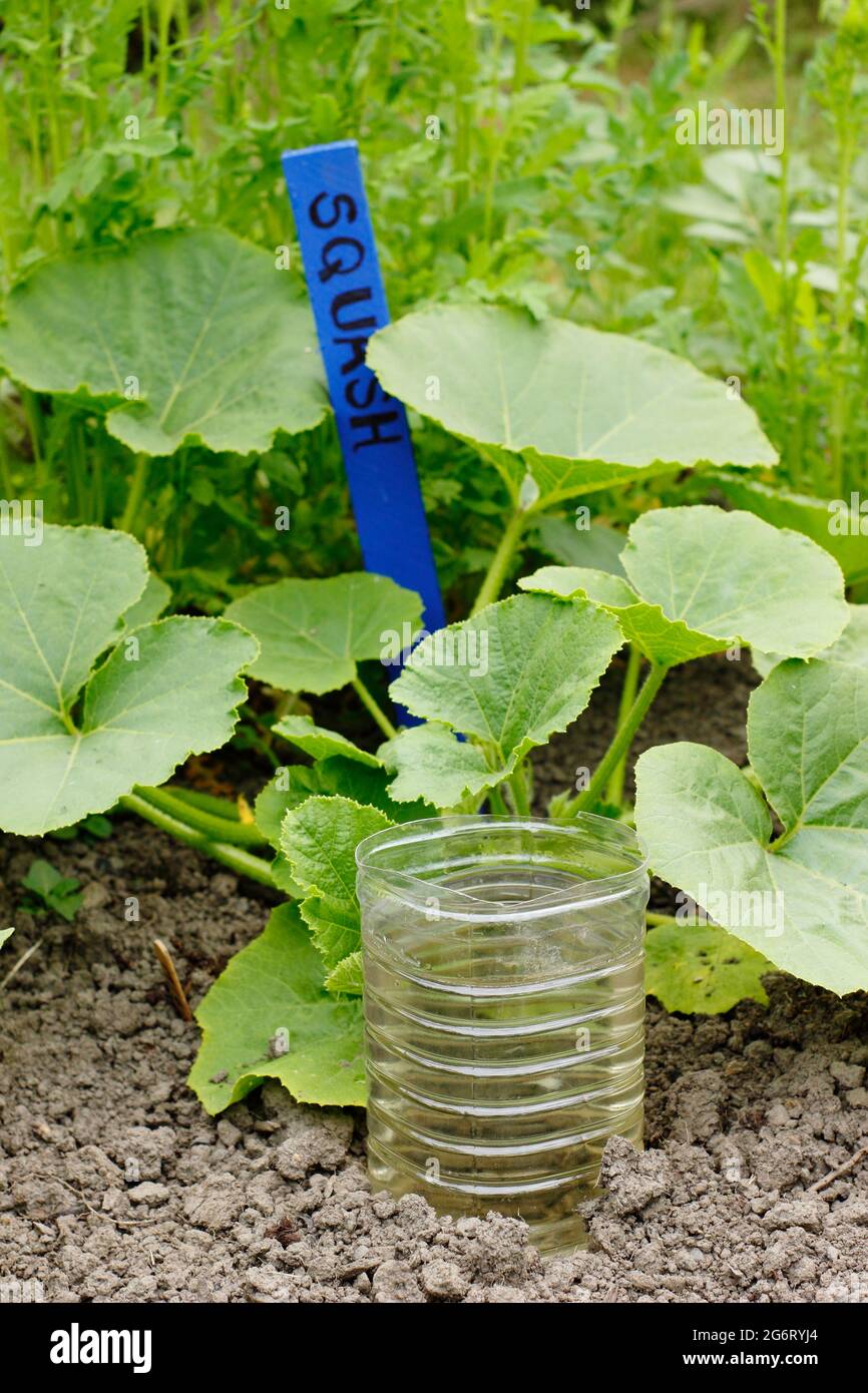 Recycelte Plastikflasche, geschnitten und umgedreht für die tiefe Bewässerung einer Squash-Pflanze - Cucurbita pepo ‘Kronprinz’. VEREINIGTES KÖNIGREICH Stockfoto
