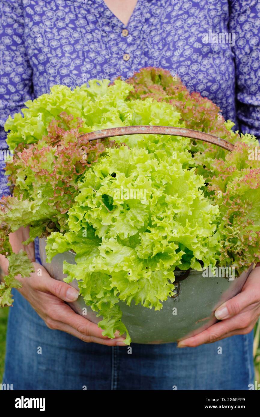 Salatpflanzen - Lactuca sativa 'Lollo Rossa' - wachsen in einer alten Metallmarmelade-Pfanne, die von einer Gärtnerin gehalten wird. Stockfoto