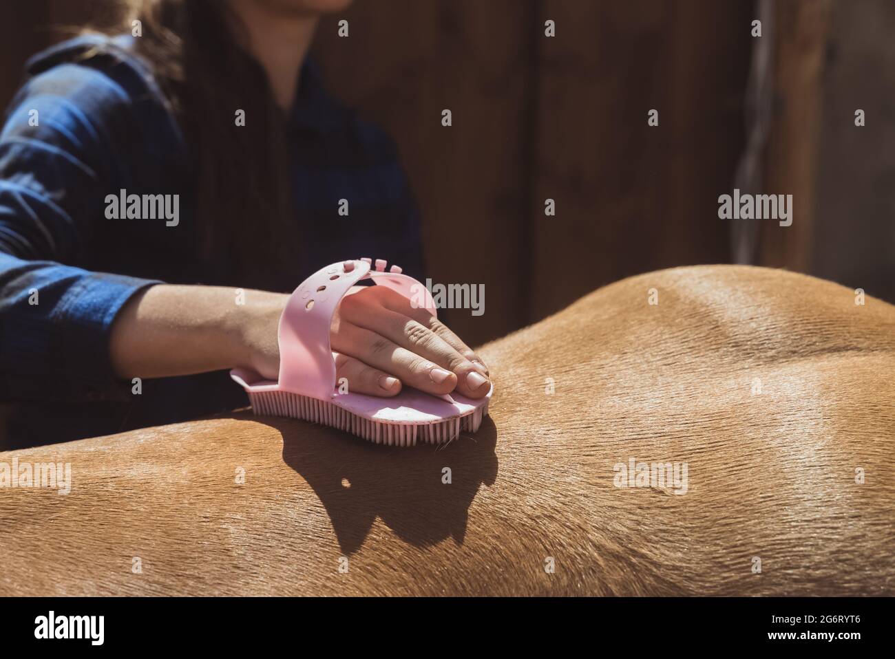 Weibliche Pferdebesitzerin, die das glänzende Pferdekleid eines Palomino-Pferdes putzt. Während des Tages den Staub vom Pferd abbürsten. Sonnenlicht trifft auf das Pferd. Reinigung und Pflege von Pferden. Stockfoto
