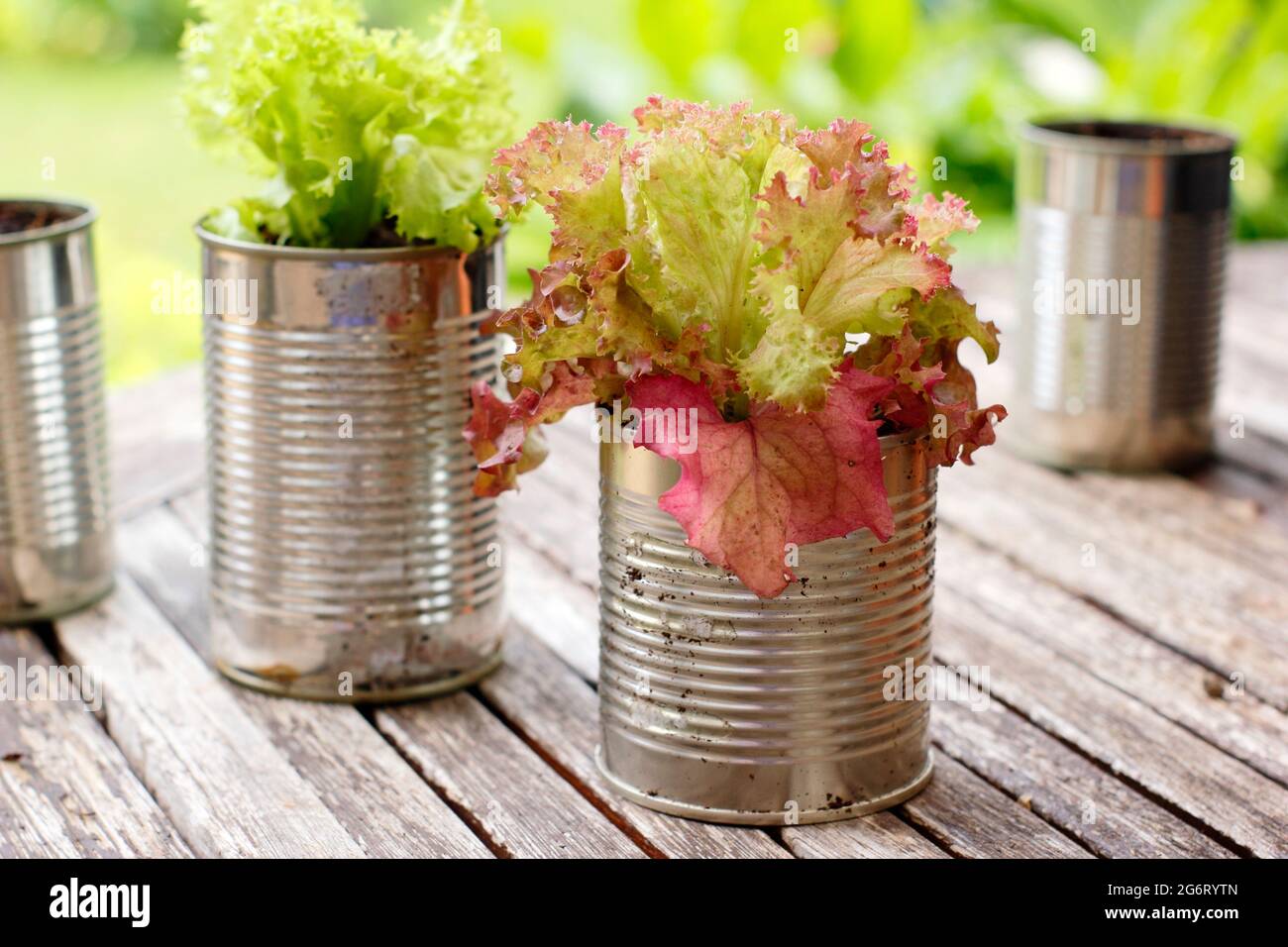 Salatpflanzen - Lactuca sativa 'Lollo Rossa' - in recycelten Dosen. VEREINIGTES KÖNIGREICH Stockfoto