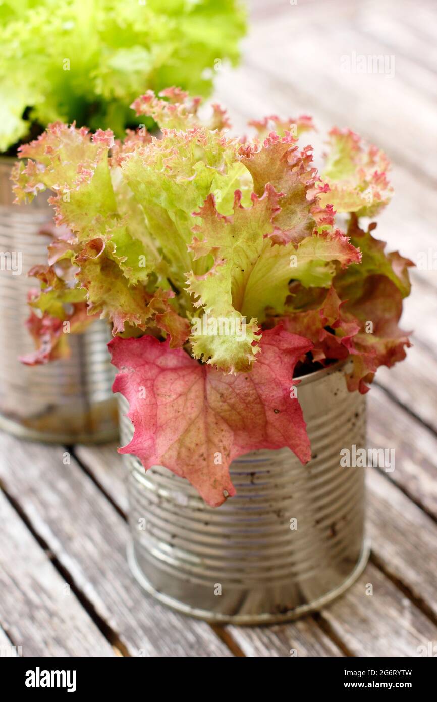 Salatpflanzen - Lactuca sativa 'Lollo Rossa' - in recycelten Dosen. VEREINIGTES KÖNIGREICH Stockfoto