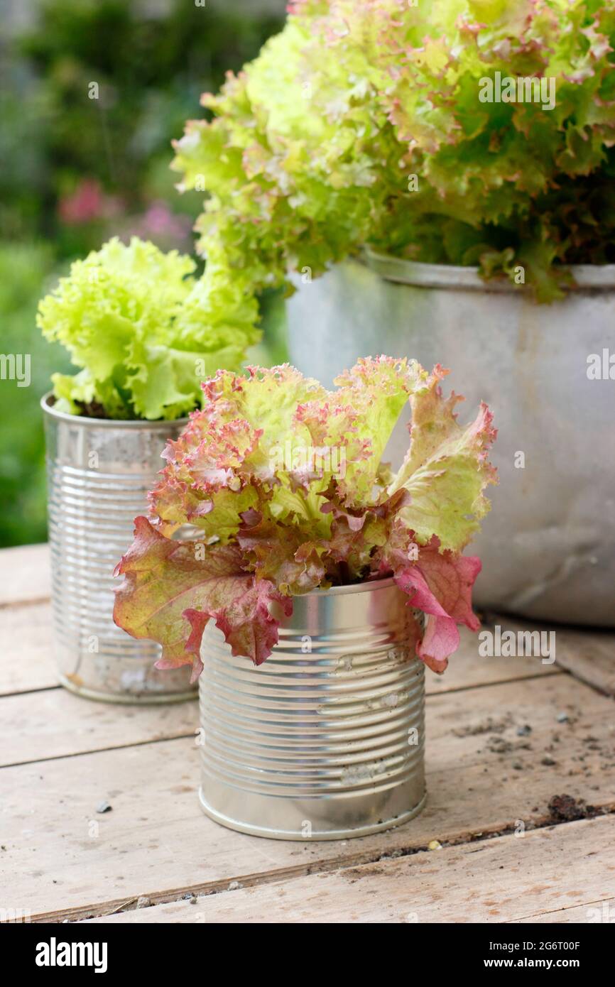 Salatpflanzen - Lactuca sativa 'Lollo Rossa' - in recycelten Lebensmitteldosen und einer alten Metallkonfitüre-Pfanne. VEREINIGTES KÖNIGREICH Stockfoto