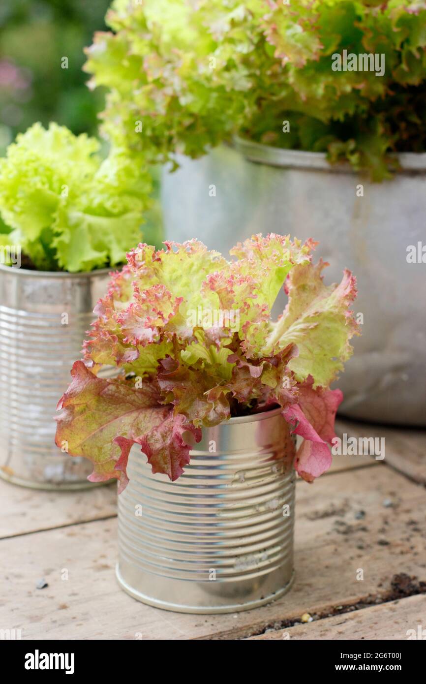 Salatpflanzen - Lactuca sativa 'Lollo Rossa' - in recycelten Lebensmitteldosen und einer alten Metallkonfitüre-Pfanne. VEREINIGTES KÖNIGREICH Stockfoto