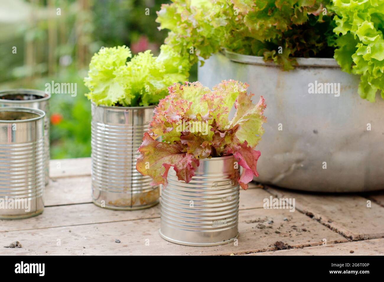 Salatpflanzen - Lactuca sativa 'Lollo Rossa' - in recycelten Lebensmitteldosen und einer alten Metallkonfitüre-Pfanne. VEREINIGTES KÖNIGREICH Stockfoto