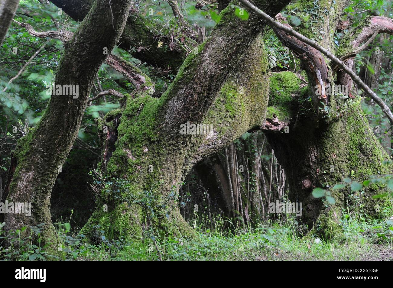 Powerstock Common, Dorset Wildlife Trust Naturschutzgebiet. VEREINIGTES KÖNIGREICH Stockfoto