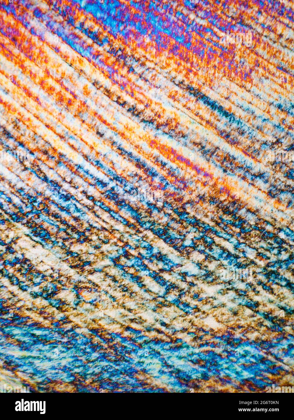 ROTWILD HUFDETAIL XPOLAR Stockfoto