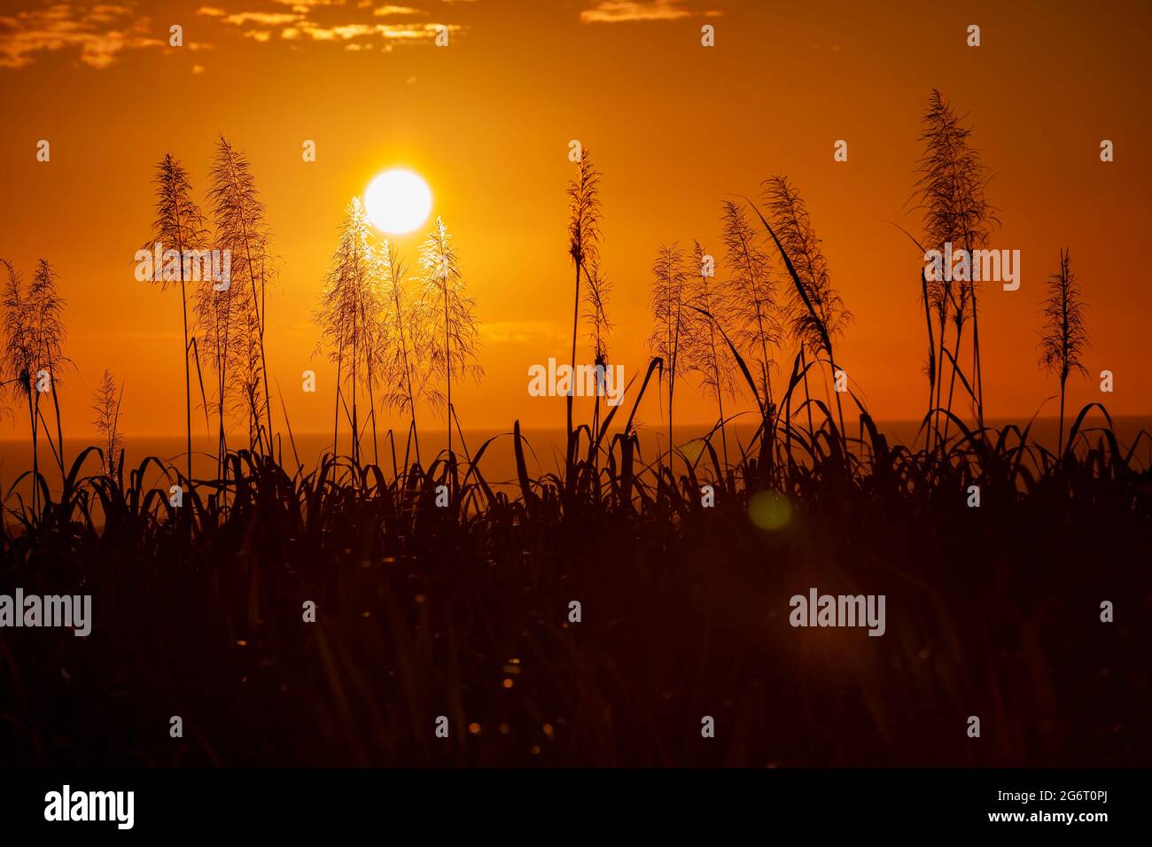 Sonnenuntergang über dem Meer mit blühenden Zuckerrohrpflanzen im Vordergrund. Stockfoto