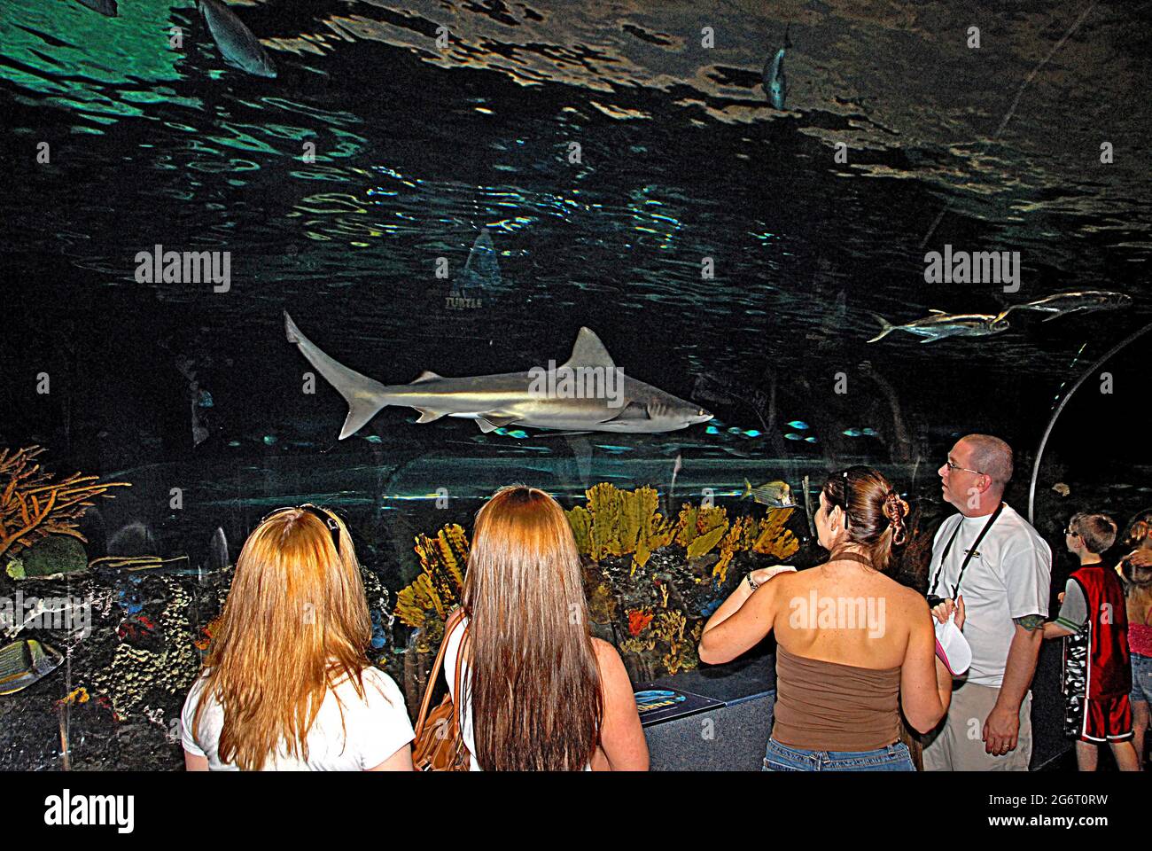 Besucher, die Sandtigerhai aus dem Plexiglas-Aussichtstunnel betrachten, Ripley's Aquarium of the Smokies, Gatlinburg, Tennessee Stockfoto