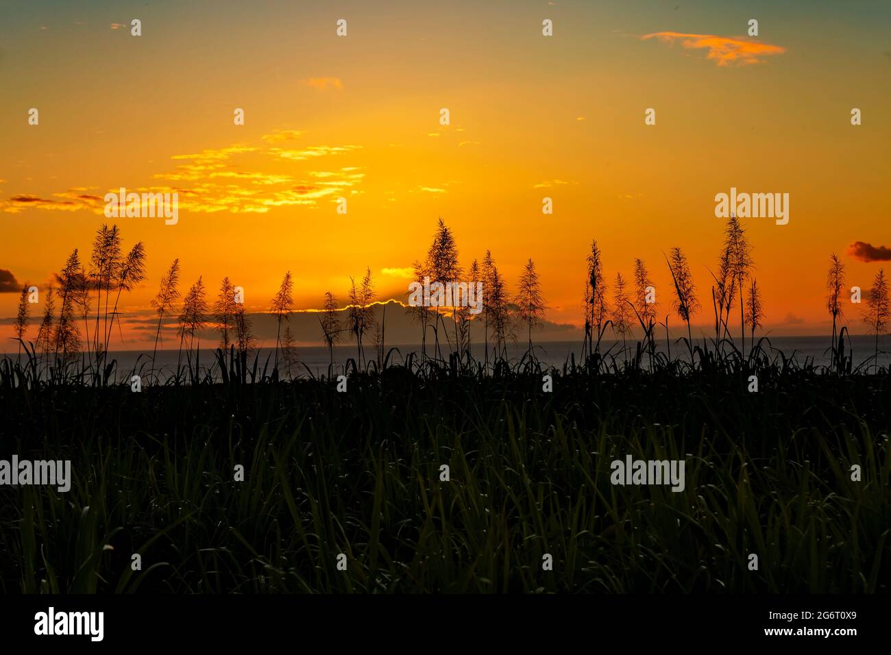 Sonnenuntergang über dem Meer mit blühenden Zuckerrohrpflanzen im Vordergrund. Stockfoto