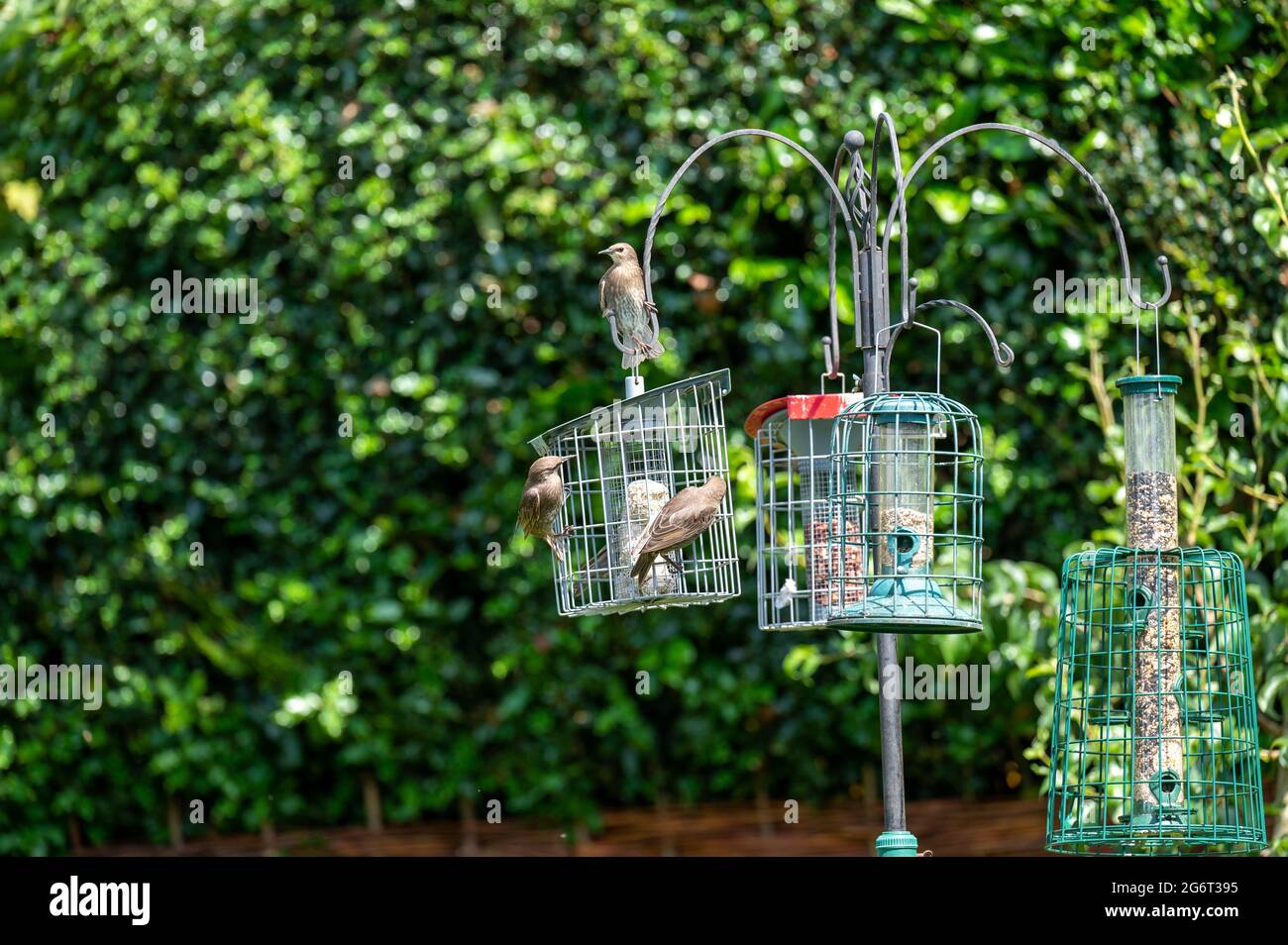 Junge Stare [Sturnus vulgaris] zanken an einem Futterhäuschen. Stockfoto