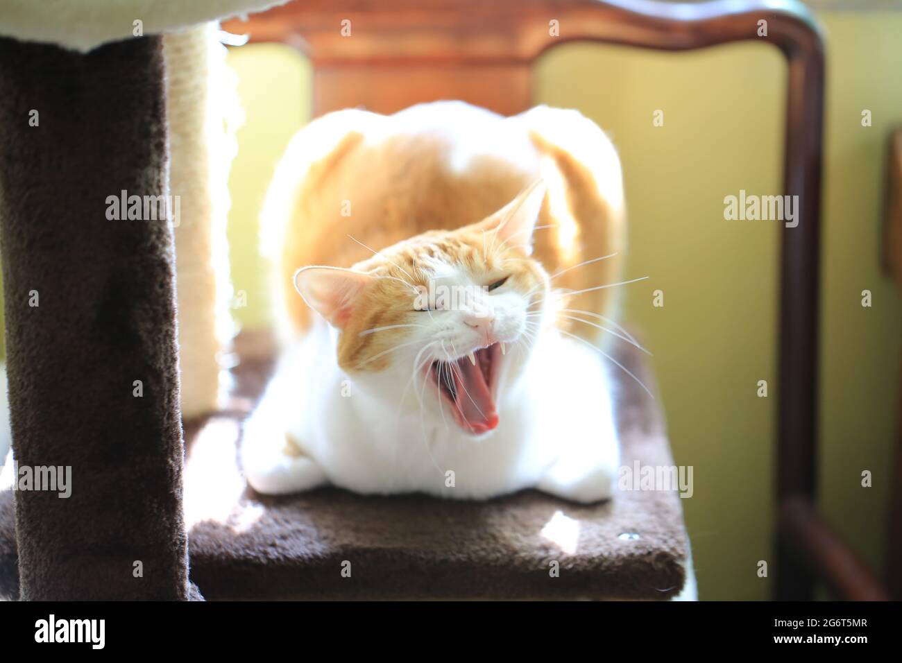 Ingwer-Katze sitzt wie eine Schachtel und gähnt Stockfoto