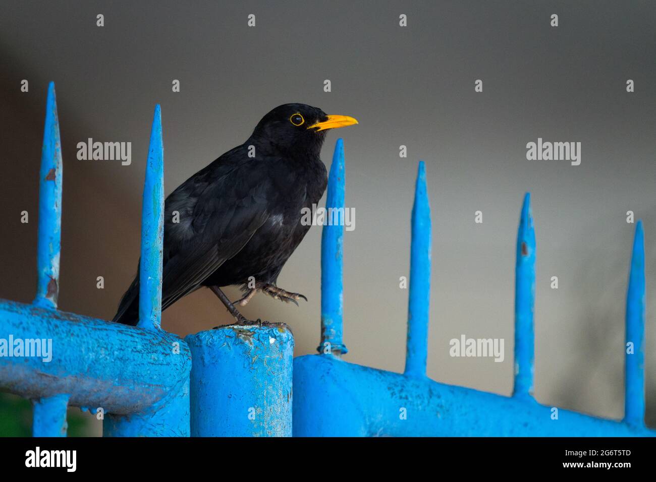 Schwarzvogel, Turdus Merula, männlicher Amsel, der auf blauem Zaun steht, städtisches Tier Stockfoto