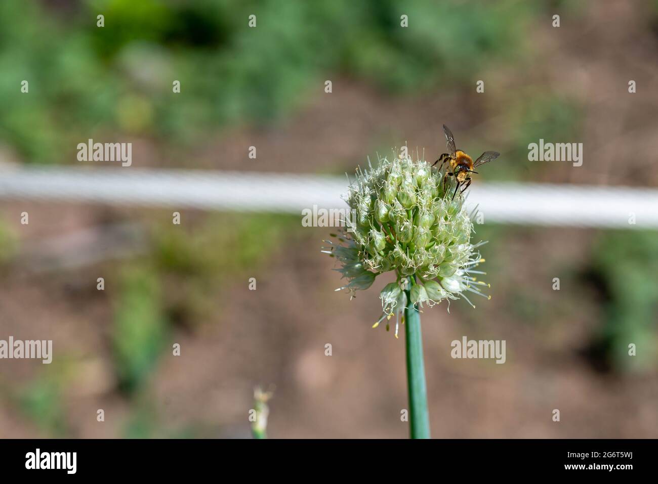 Eine kleine Biene saß auf einer Zwiebelblume Stockfoto