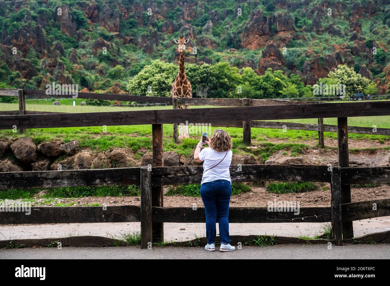 Eine Frau fotografiert mit ihrem Telefon eine Giraffe im Naturpark Cabarceno. Der Naturpark Cabarceno ist kein konventioneller Zoo. Es ist eine Fläche von 75 Stockfoto