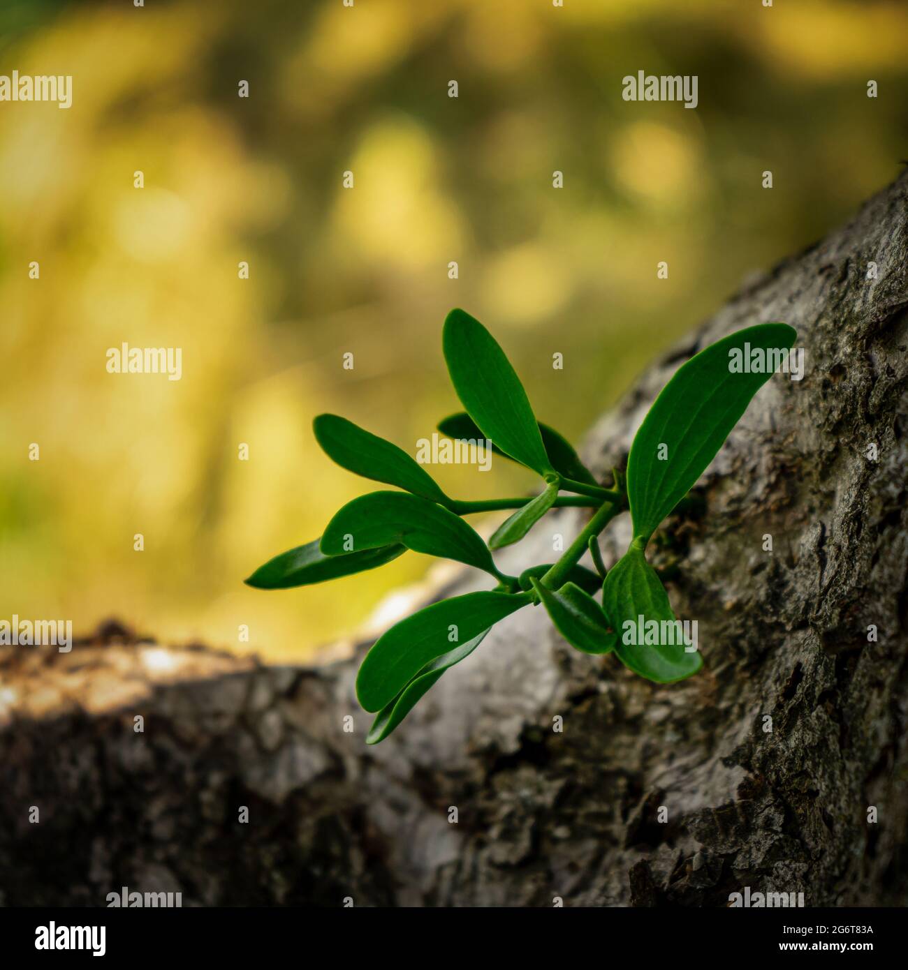 Ein Zweig Mistel, der auf einem Baum wächst. Die Pflanze ist ein Parasit. Stockfoto