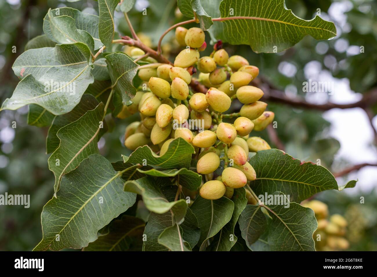 Alamogordo, New Mexico Pistazien wachsen auf der Eagle Ranch, die die
