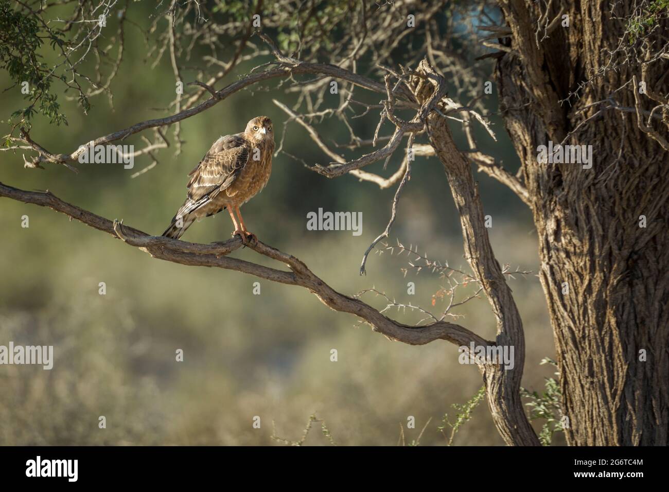 Brauner Schlangenadler auf einem Zweig im Kgalagadi Transfrontier Park, Südafrika; Art Circaetus cinereus Familie von Accipitridae Stockfoto