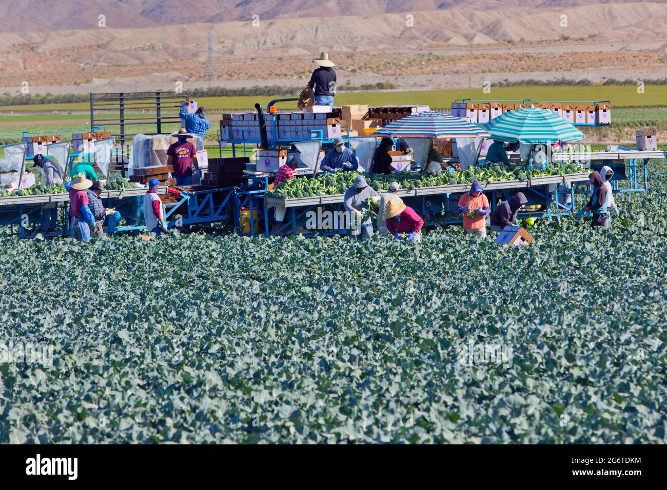 Hispanische Feldarbeiter, die eine Covid-19-Virusmaske tragen, Broccoli-Kronen ernten und verpacken, „Brassica oleracea var. italica“. Stockfoto