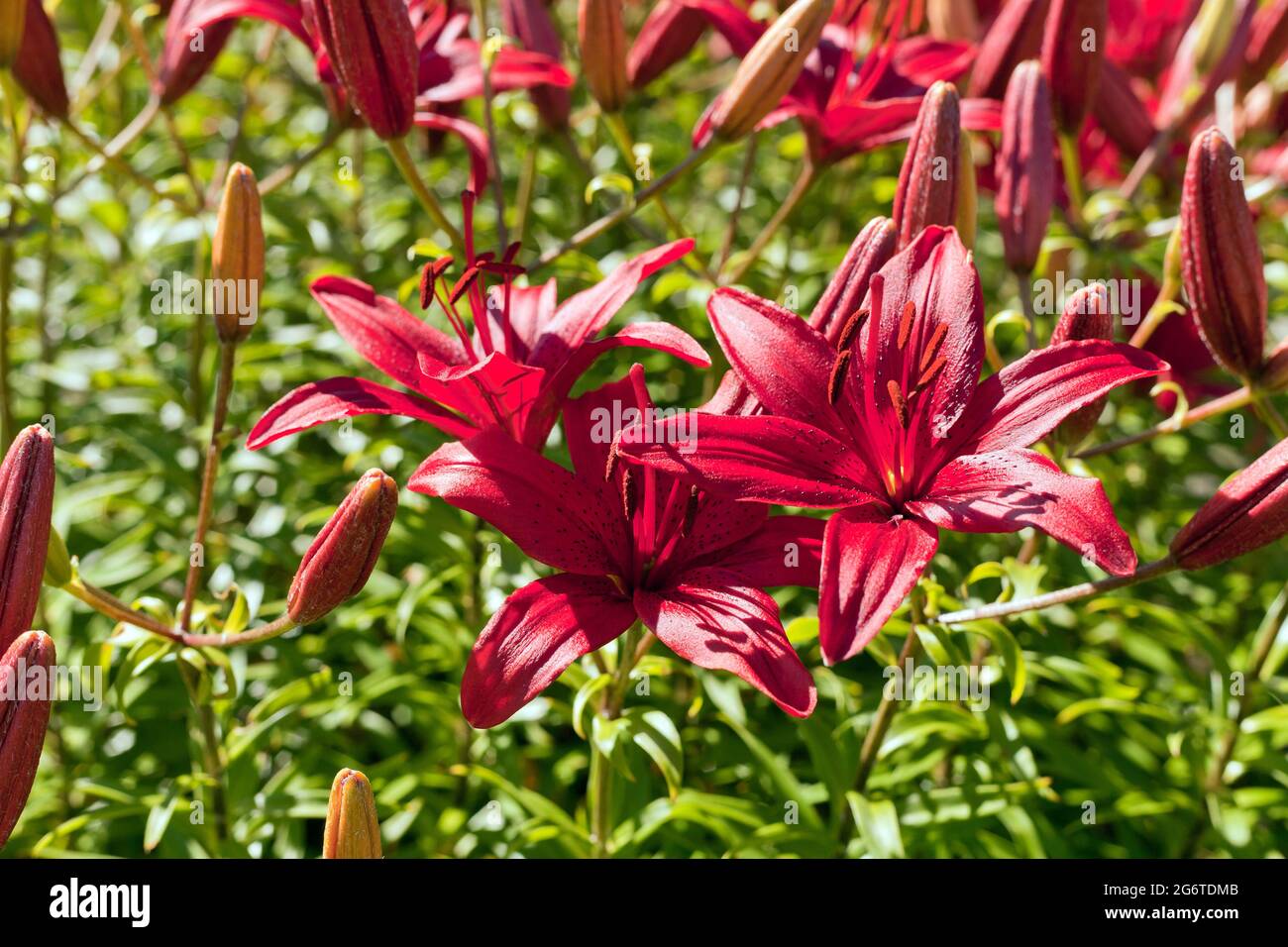Rote Hemerocallis oder Daylilies Pflanzen. Rot-violette Taglilien blühen oder Hemerocallis. Taglilien auf grünem Blatthintergrund. Blumenbeete mit Blumen in g Stockfoto