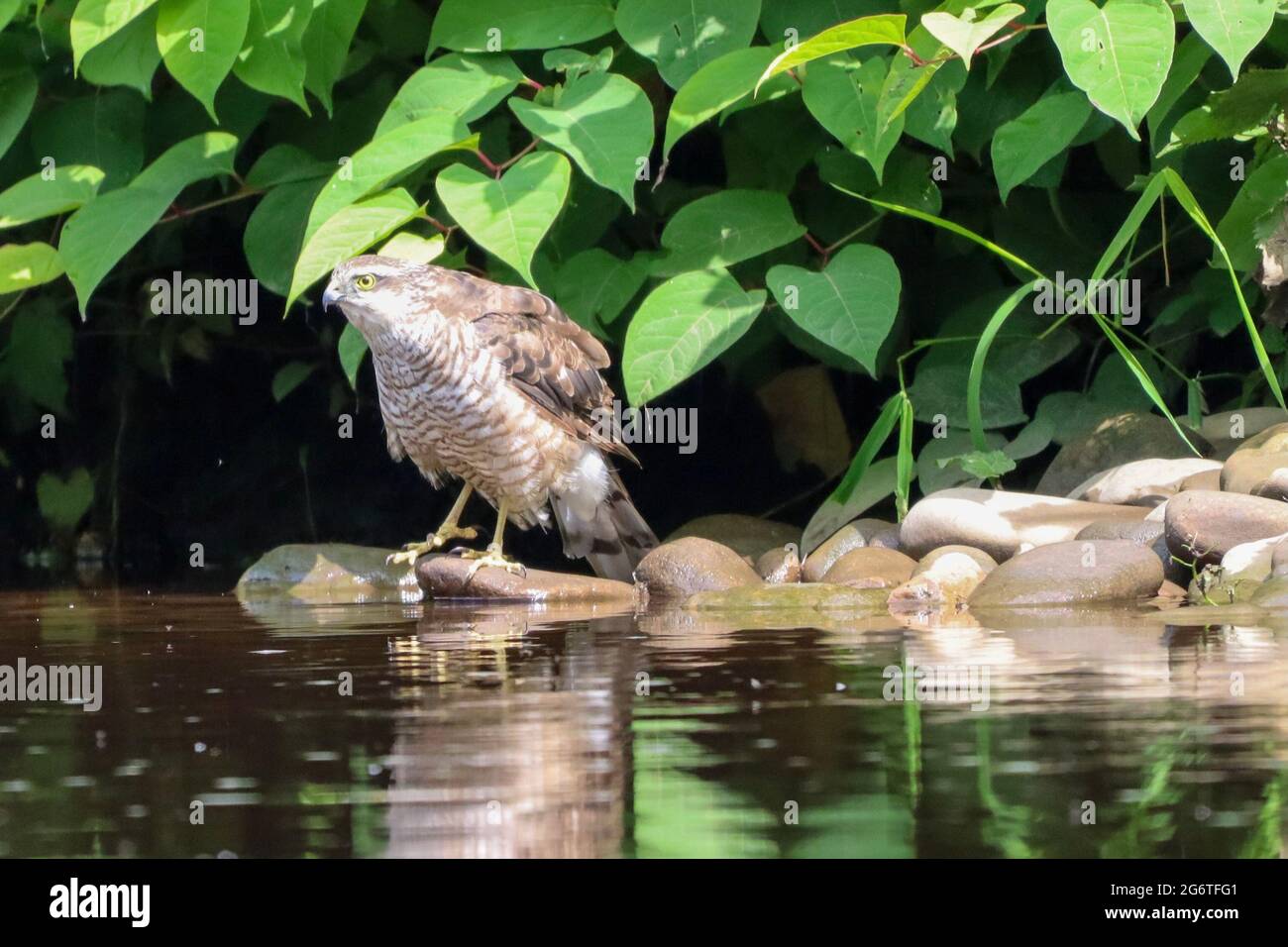 Ein Sperber jagt auf dem Fluss Goyt Stockfoto