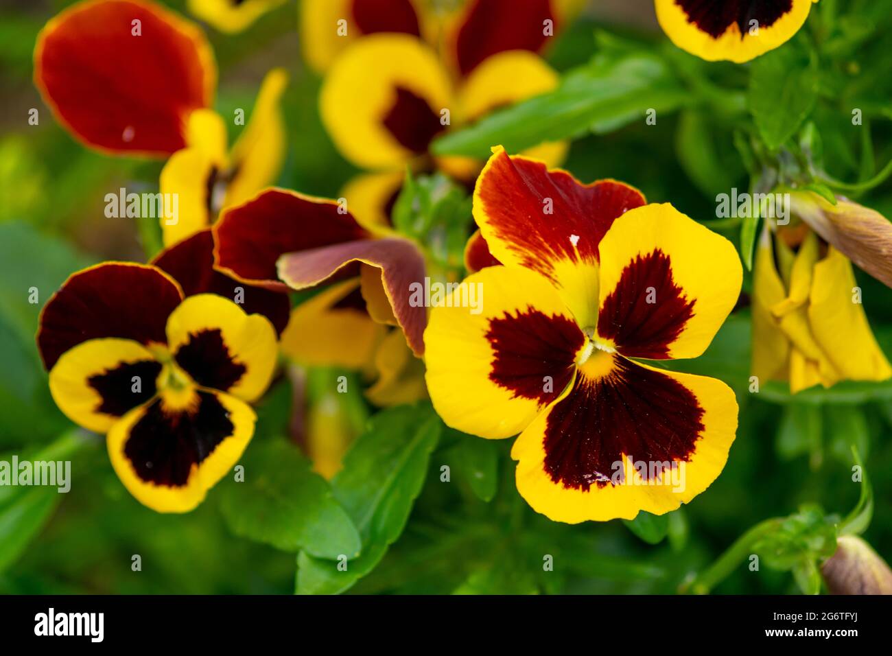 Garten Stiefmutterchen Grosse Gebluhte Hybrid Pflanze Als Gartenblume Kultiviert Hybridisierung Von Mehreren Arten Insbesondere Viola Tricolor Eine Wildblume O Stockfotografie Alamy