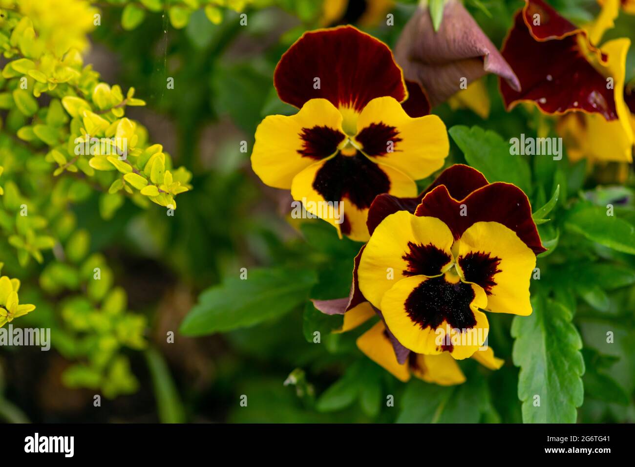 Garten Stiefmutterchen Grosse Gebluhte Hybrid Pflanze Als Gartenblume Kultiviert Hybridisierung Von Mehreren Arten Insbesondere Viola Tricolor Eine Wildblume O Stockfotografie Alamy