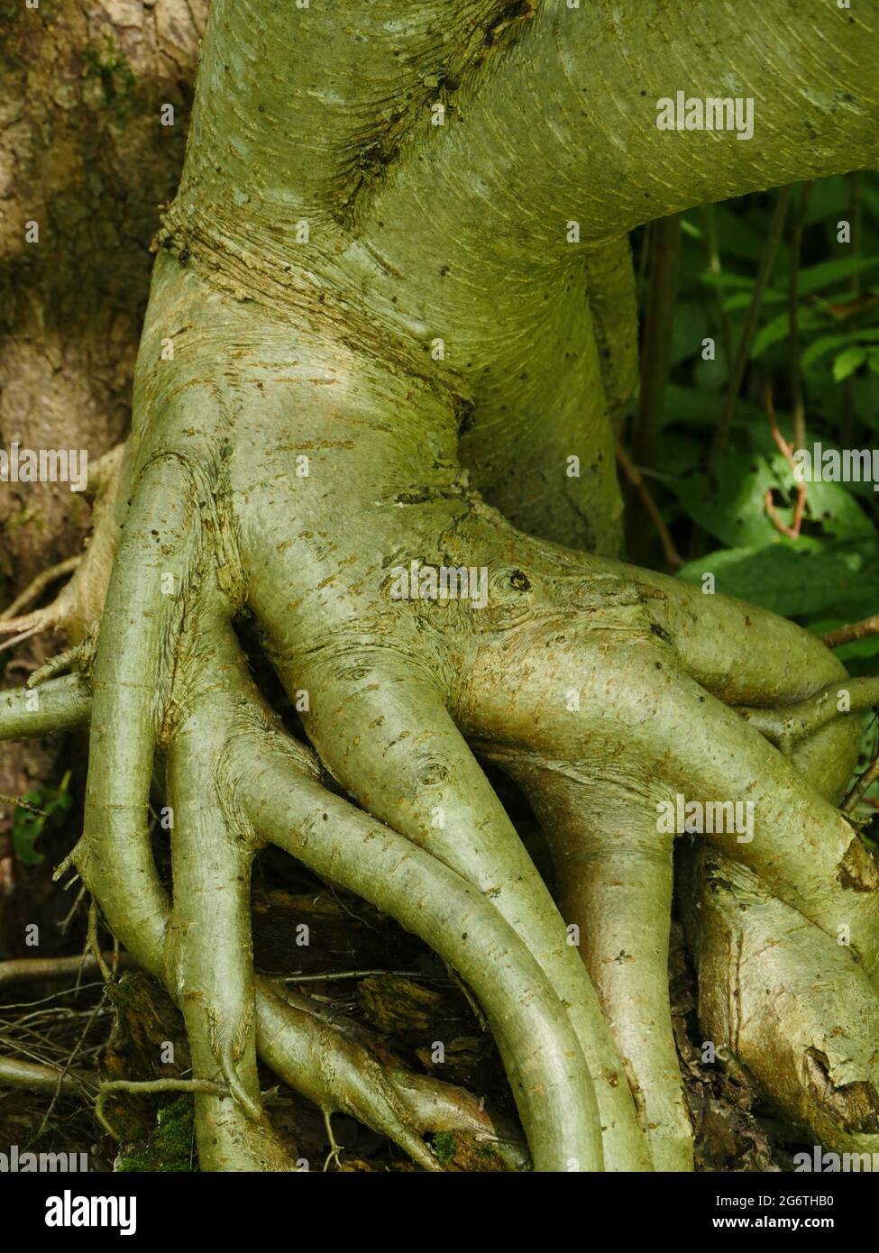 Kompliziert verflochtenen Wurzeln eines Baumes im Wald Stockfoto