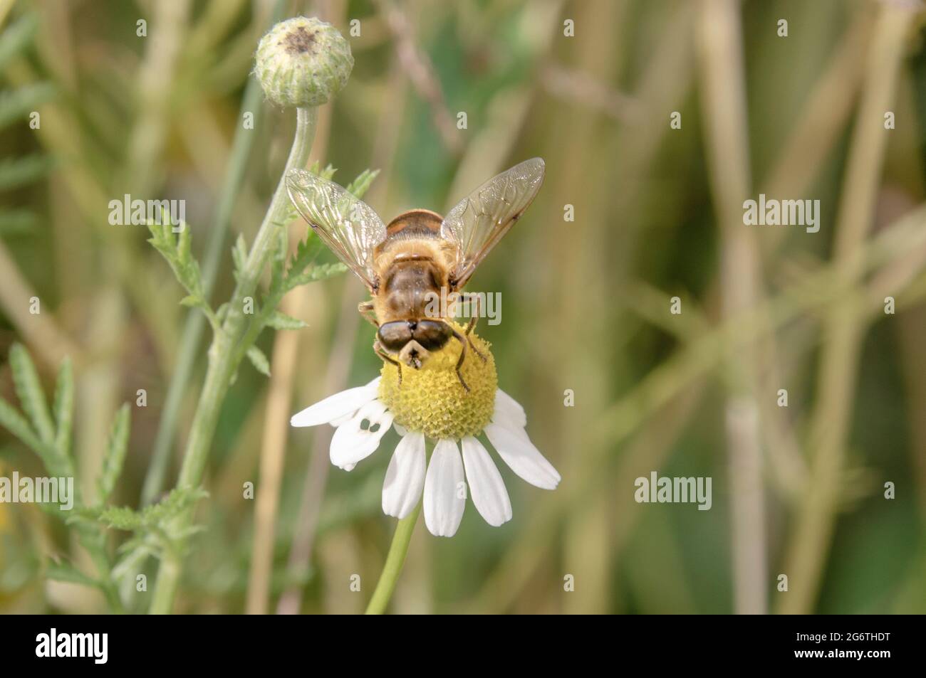 Insect on an Blüte Stockfoto