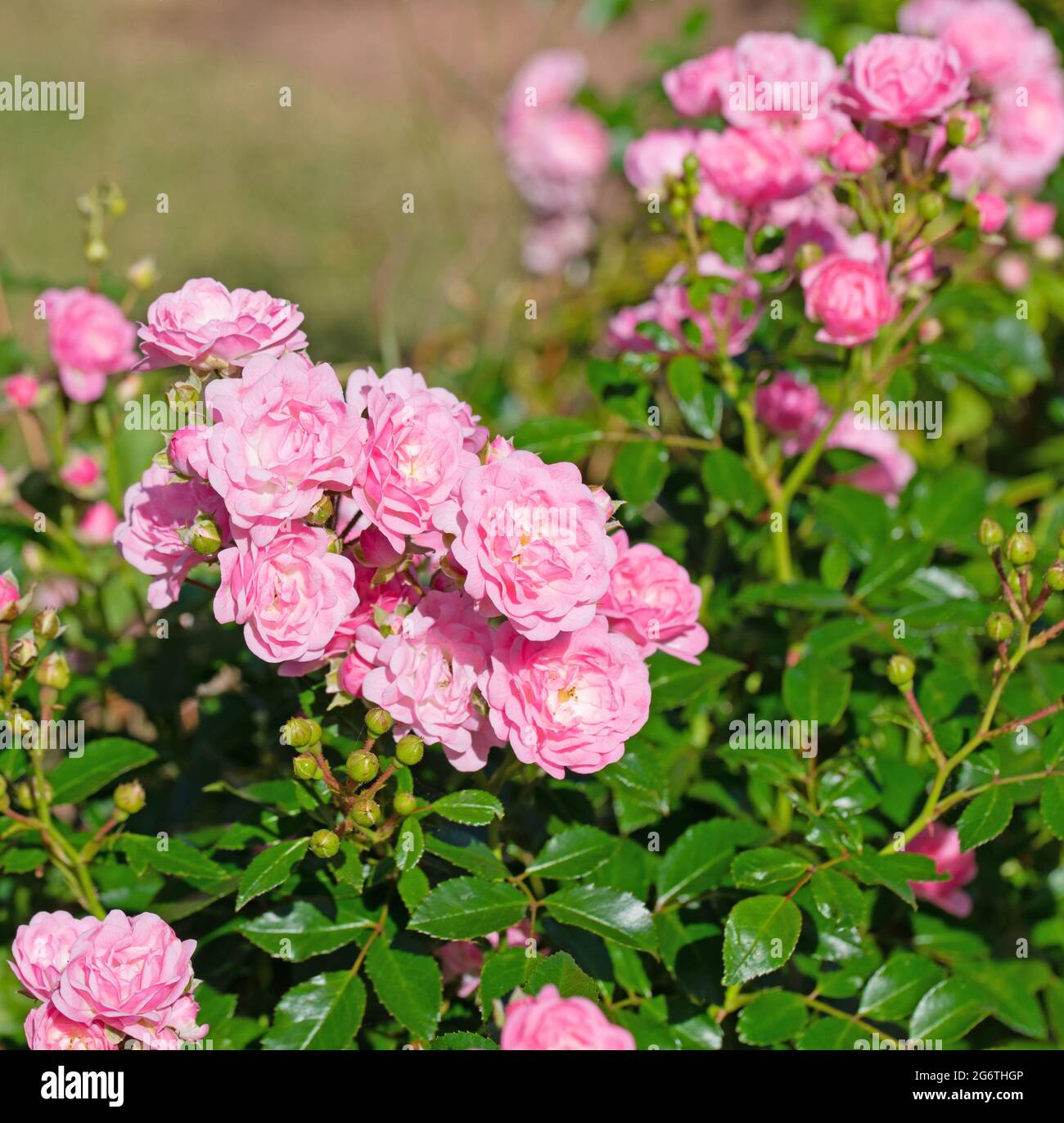 Blühende rosa Buschrosen im Garten Stockfoto