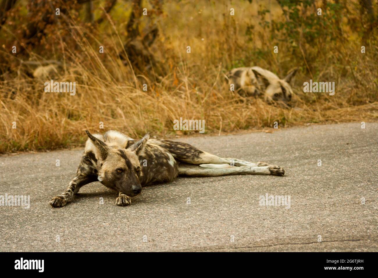 Ein afrikanischer Wildhund, Lycaon pictus, liegt ausgestreckt auf der asphaltierten Straße im Krüger National Park, Südafrika Stockfoto