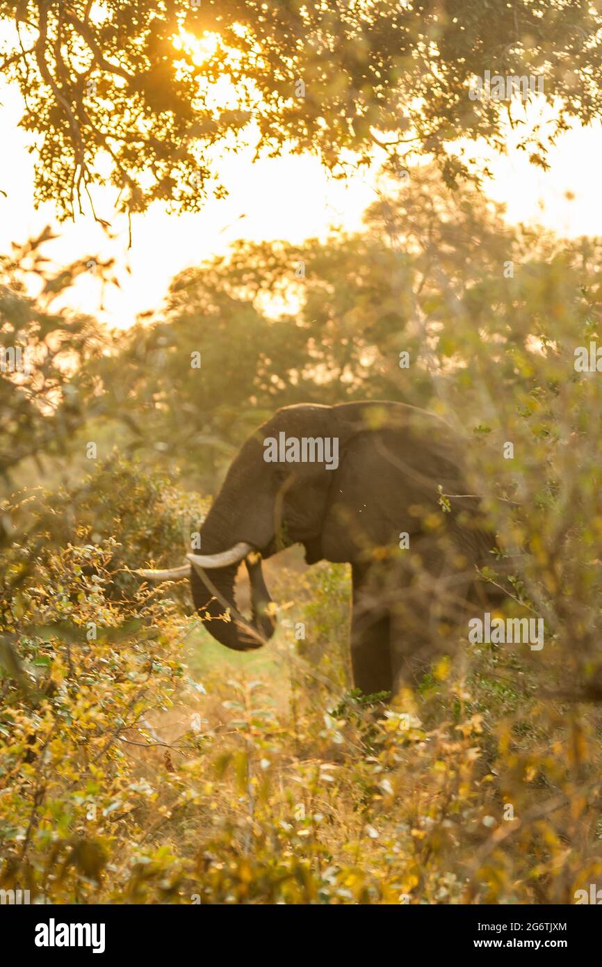 Der Kopf eines afrikanischen Elefanten, Loxodanta Africana, eingerahmt von Blättern, im späten Nachmittagssonne im Krüger National Park, Südafrika Stockfoto