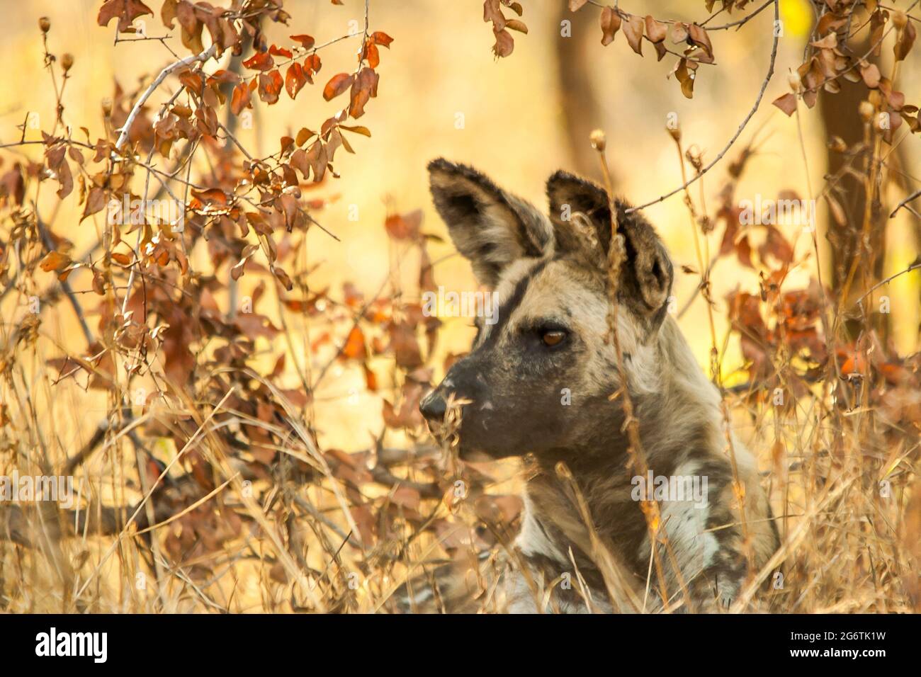 Ein afrikanischer Wildhund, der aufmerksam auf etwas auflistet, während er zwischen den herbstfarbenen Blättern des afrikanischen Bush geschützt liegt Stockfoto