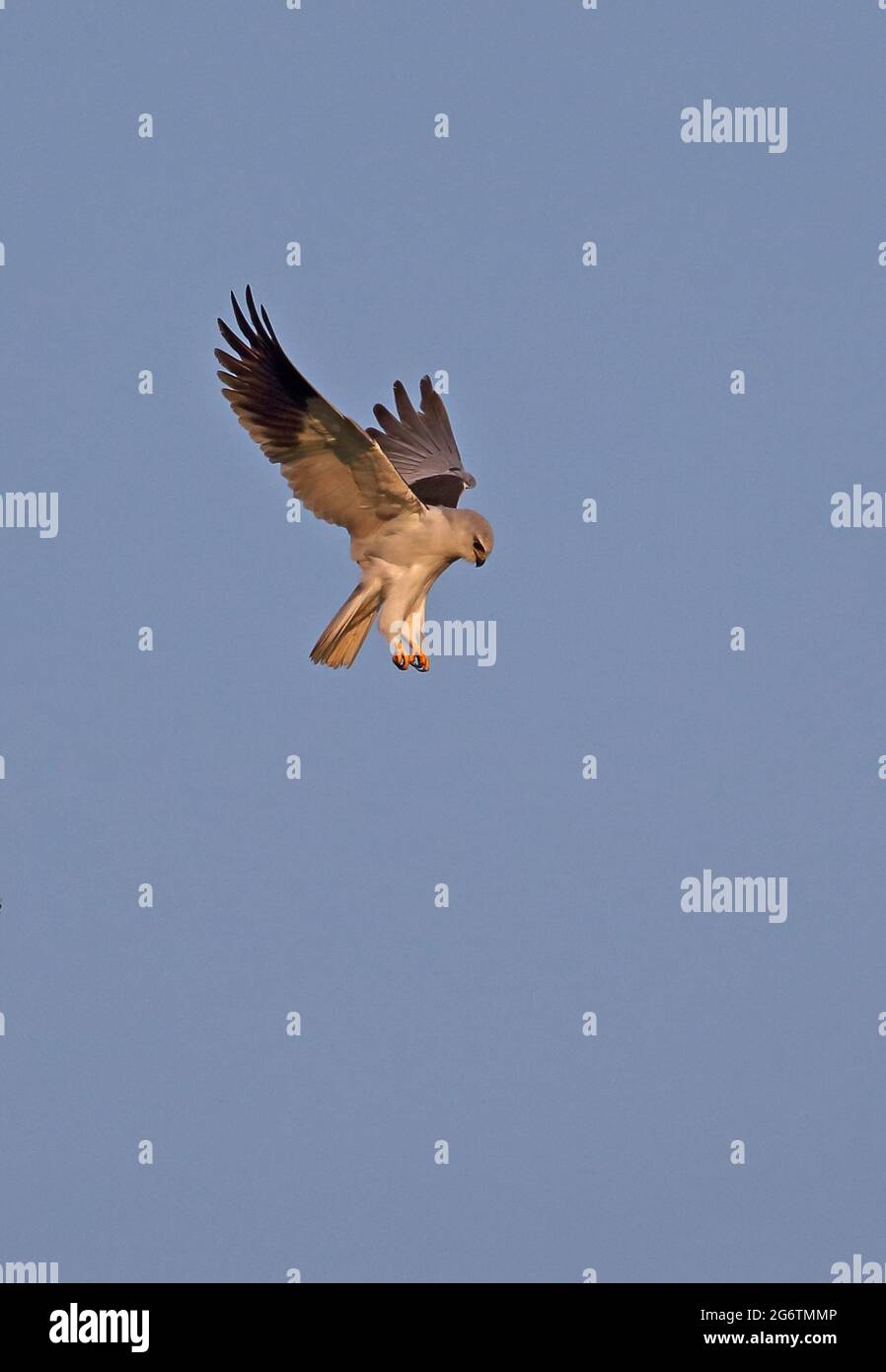 Black-winged Kite (Elanus caeruleus vociferus) Erwachsener schwebt in Thaton, Thailand November Stockfoto