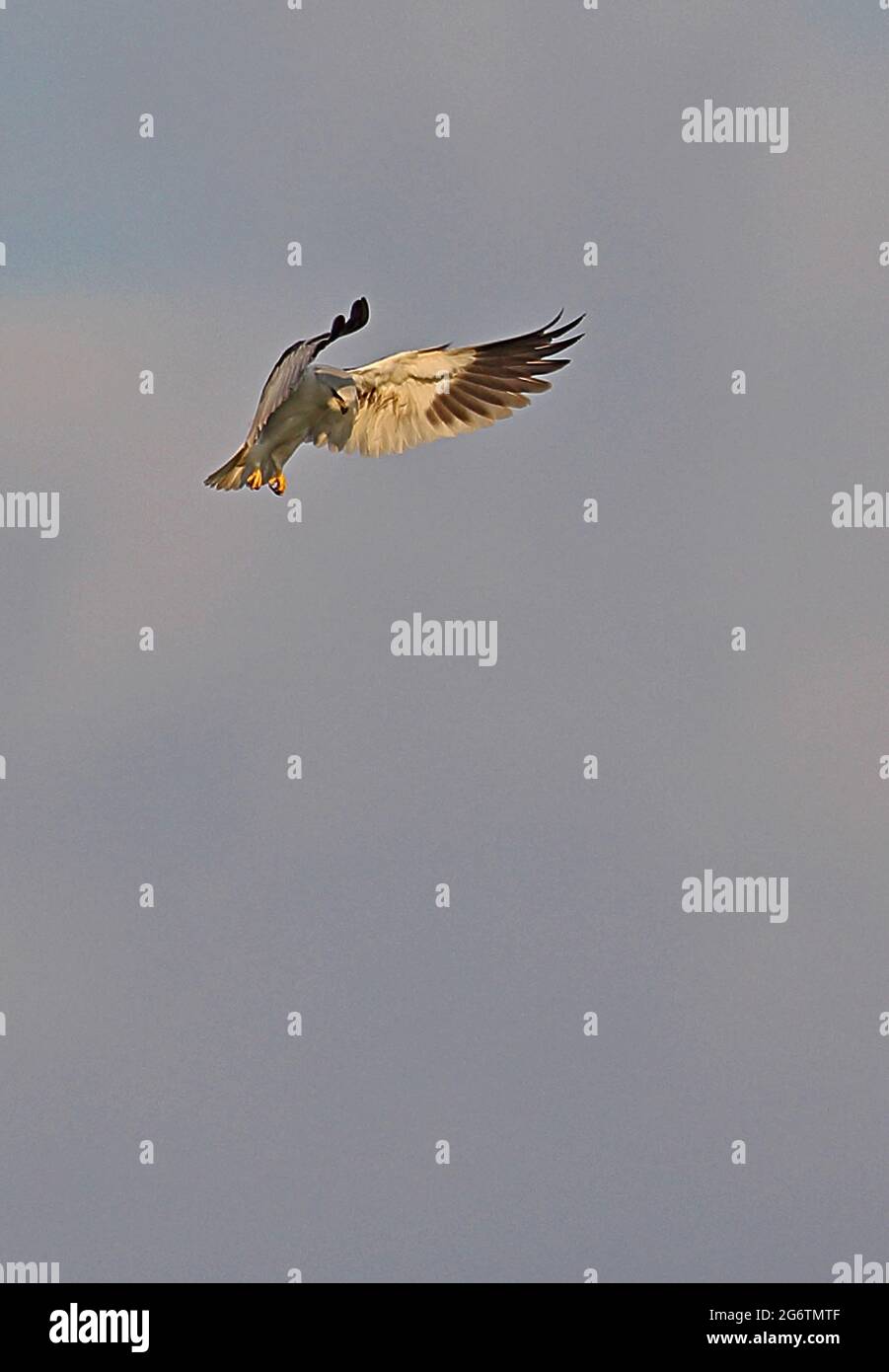 Black-winged Kite (Elanus caeruleus vociferus) Erwachsener schwebt in Thaton, Thailand November Stockfoto