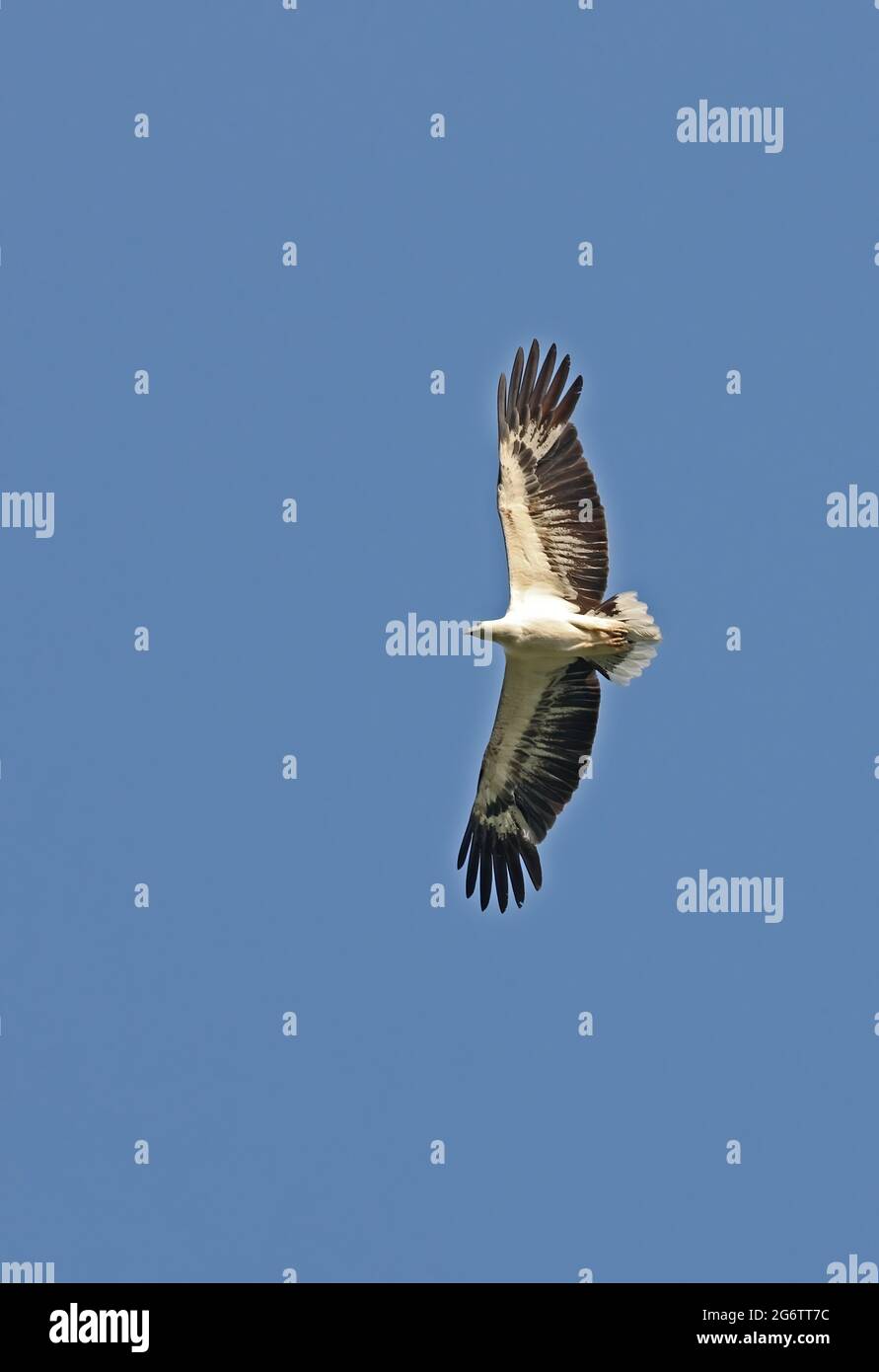 Weißbauchadler (Haliaeetus leucogaster) Erwachsener auf Flug Krabi, Thailand Februar Stockfoto