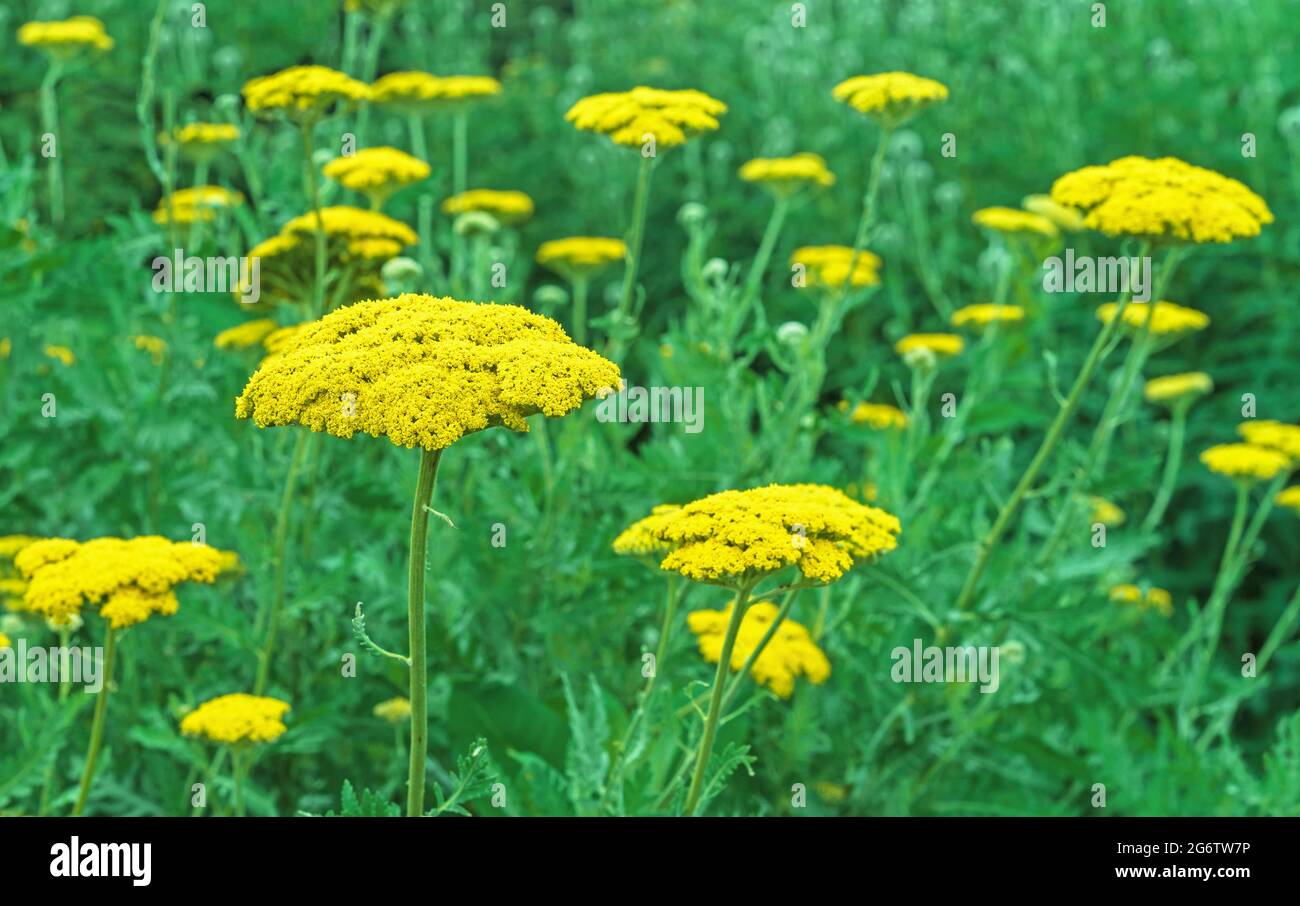 Feld mit blühender gelber Schafgarbe Achillea filipendulina Stockfoto