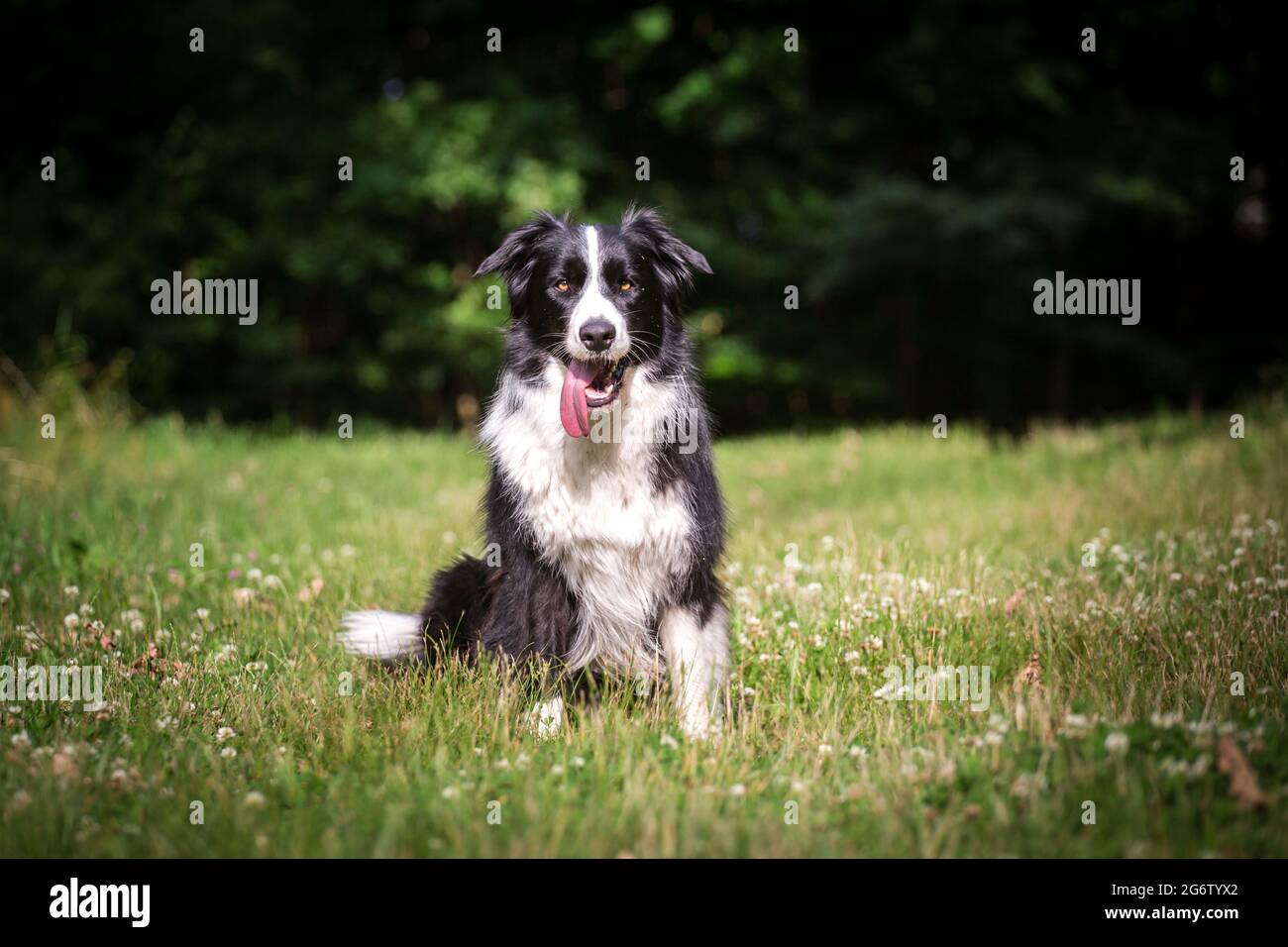 Border Collie sitzend Stockfoto