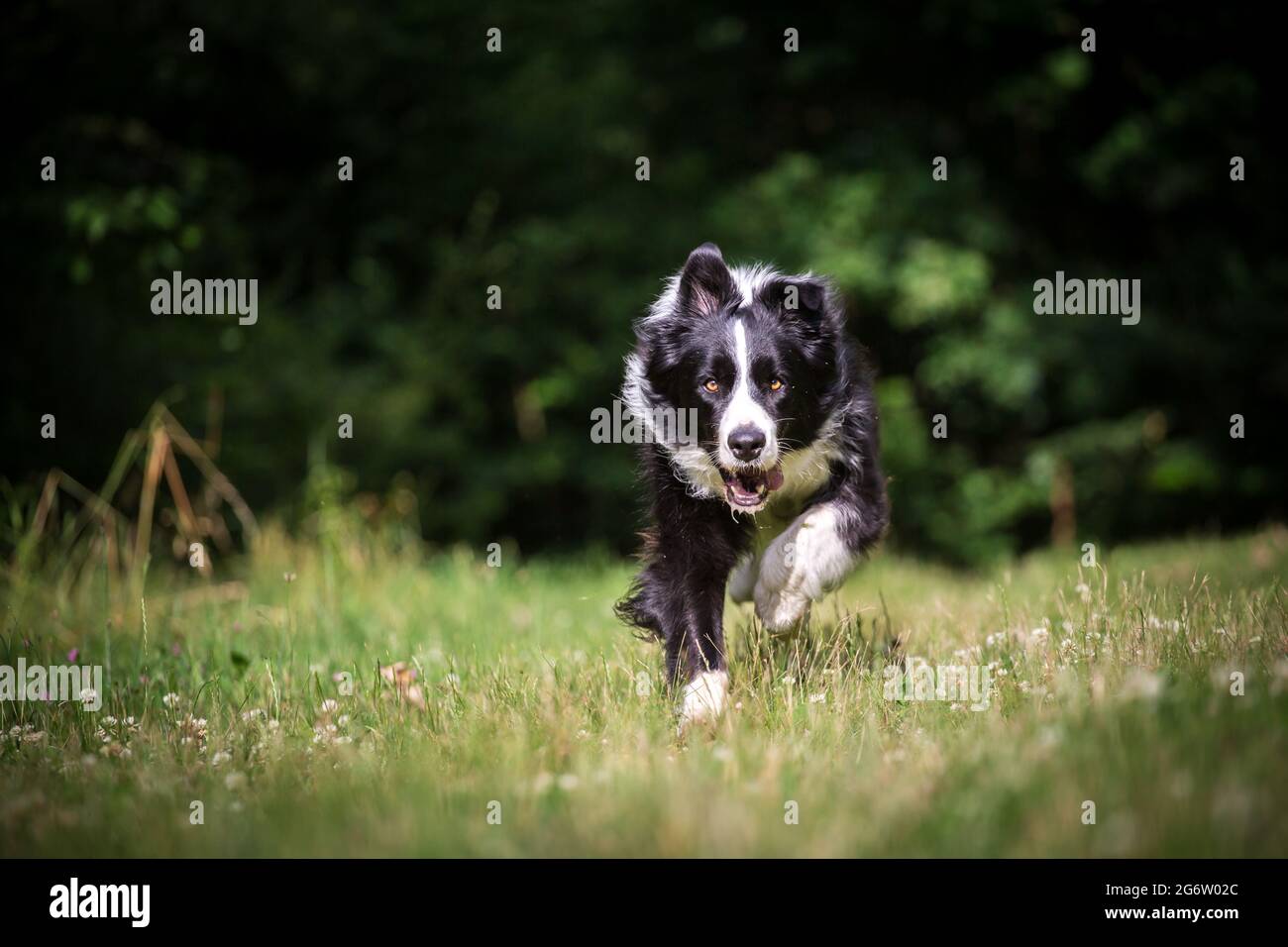 Border Collie laufen Stockfoto