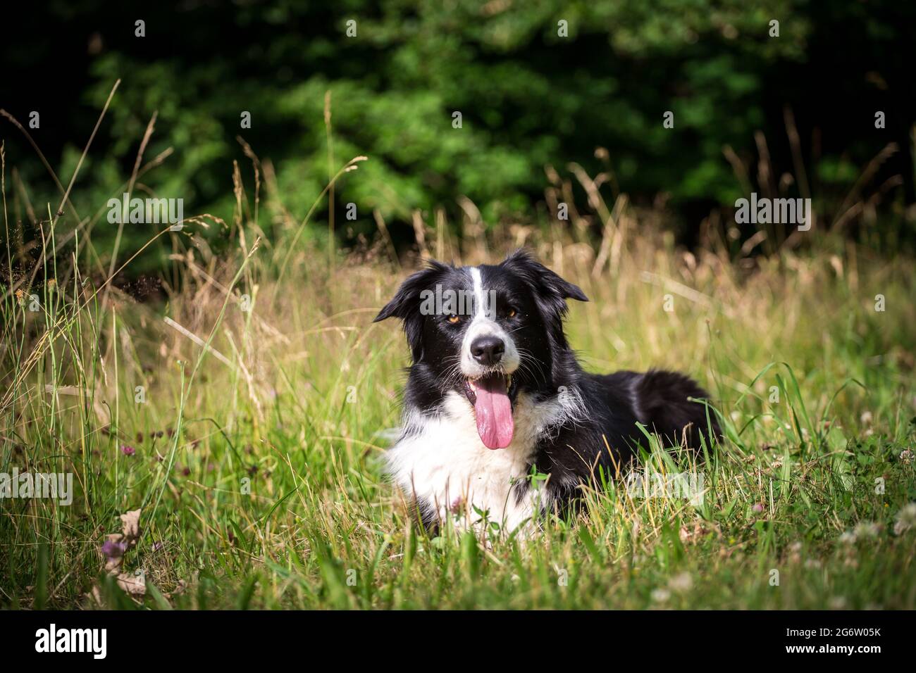 Border Collie liegt Stockfoto