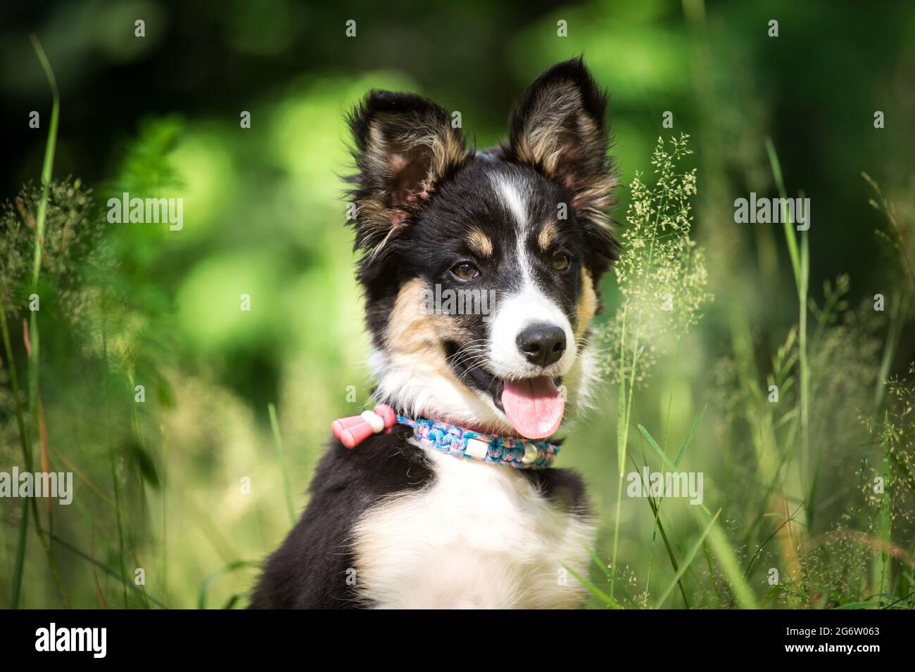 Border-Collie-Welpen Stockfoto