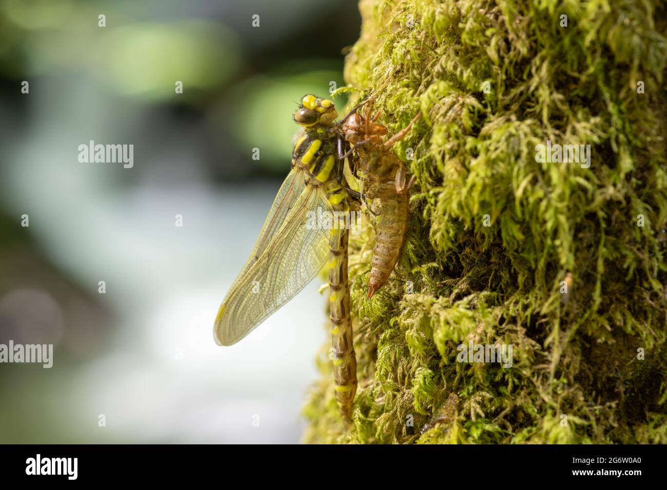 Makroaufnahme einer goldberingten Libelle (Cordulegaster boltonii), die sich mausiert Stockfoto