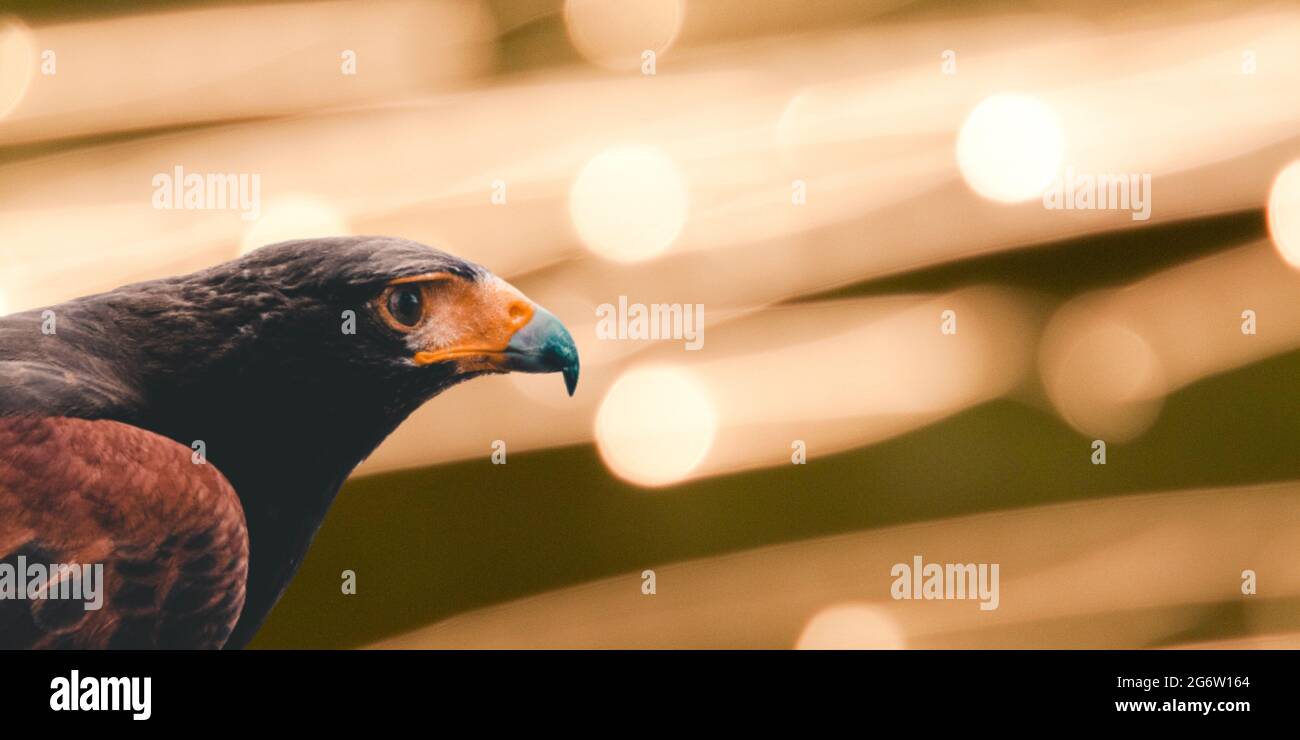 Weißkopfseeadler, der am Himmel fliegt Stockfoto