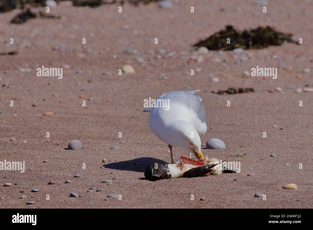 Heringmöwe, Larus argentatus, Fütterung von unglücklichen Razobill, Alca gorda, am Pennan Beach, Aberdeenshire. VEREINIGTES KÖNIGREICH Stockfoto