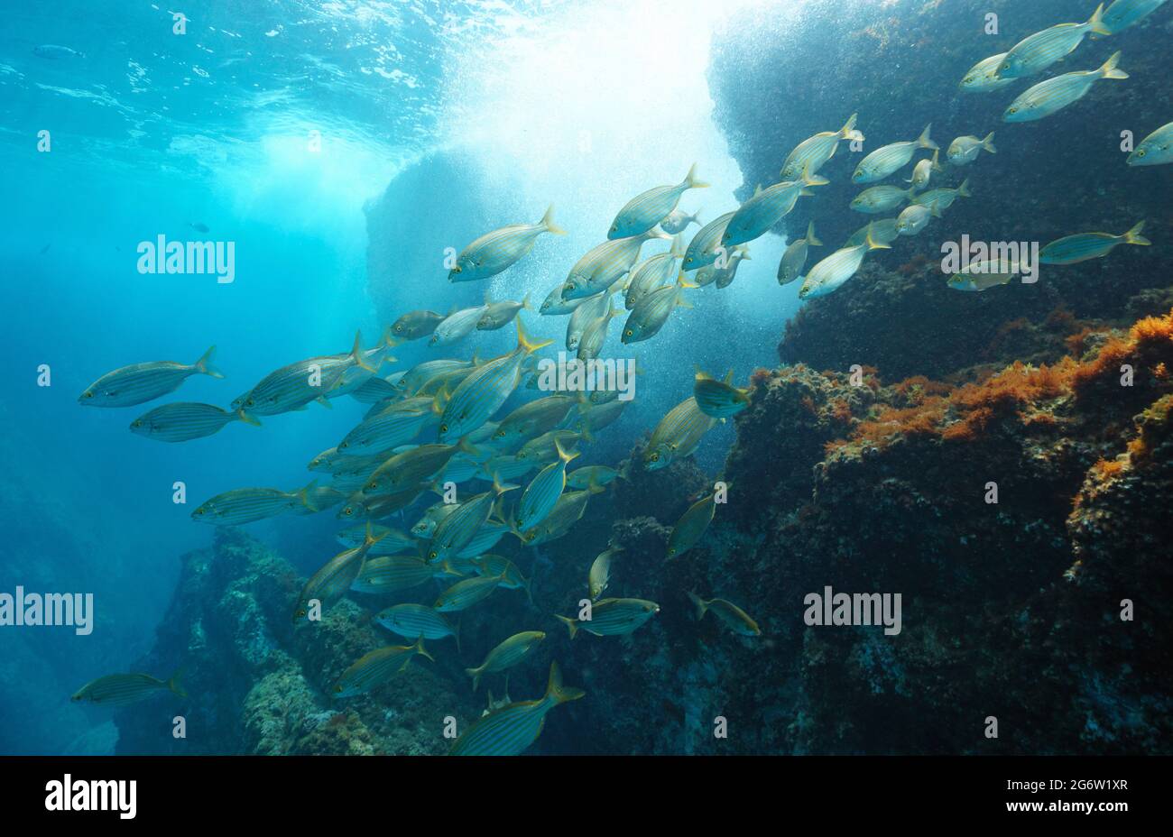 Schule von Fischen unter Wasser im Meer (Sarpa salpa), Mittelmeer, Javea, Alicante, Valencia, Spanien Stockfoto